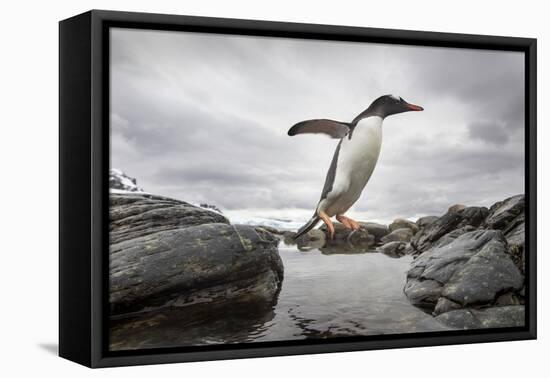 Antarctica, Cuverville Island, Gentoo Penguin leaping across channel along rocky shoreline.-Paul Souders-Framed Stretched Canvas