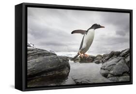 Antarctica, Cuverville Island, Gentoo Penguin leaping across channel along rocky shoreline.-Paul Souders-Framed Stretched Canvas