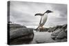 Antarctica, Cuverville Island, Gentoo Penguin leaping across channel along rocky shoreline.-Paul Souders-Stretched Canvas