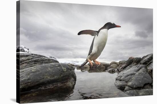 Antarctica, Cuverville Island, Gentoo Penguin leaping across channel along rocky shoreline.-Paul Souders-Stretched Canvas