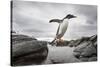 Antarctica, Cuverville Island, Gentoo Penguin leaping across channel along rocky shoreline.-Paul Souders-Stretched Canvas