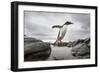 Antarctica, Cuverville Island, Gentoo Penguin leaping across channel along rocky shoreline.-Paul Souders-Framed Photographic Print