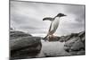 Antarctica, Cuverville Island, Gentoo Penguin leaping across channel along rocky shoreline.-Paul Souders-Mounted Photographic Print