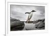 Antarctica, Cuverville Island, Gentoo Penguin leaping across channel along rocky shoreline.-Paul Souders-Framed Photographic Print