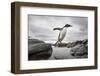 Antarctica, Cuverville Island, Gentoo Penguin leaping across channel along rocky shoreline.-Paul Souders-Framed Photographic Print