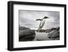 Antarctica, Cuverville Island, Gentoo Penguin leaping across channel along rocky shoreline.-Paul Souders-Framed Photographic Print