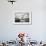 Antarctica, Cuverville Island, Gentoo Penguin leaping across channel along rocky shoreline.-Paul Souders-Framed Photographic Print displayed on a wall