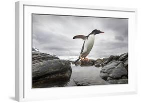 Antarctica, Cuverville Island, Gentoo Penguin leaping across channel along rocky shoreline.-Paul Souders-Framed Photographic Print