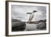 Antarctica, Cuverville Island, Gentoo Penguin leaping across channel along rocky shoreline.-Paul Souders-Framed Photographic Print