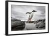 Antarctica, Cuverville Island, Gentoo Penguin leaping across channel along rocky shoreline.-Paul Souders-Framed Photographic Print