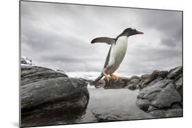 Antarctica, Cuverville Island, Gentoo Penguin leaping across channel along rocky shoreline.-Paul Souders-Mounted Photographic Print