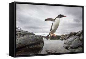 Antarctica, Cuverville Island, Gentoo Penguin leaping across channel along rocky shoreline.-Paul Souders-Framed Stretched Canvas