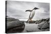 Antarctica, Cuverville Island, Gentoo Penguin leaping across channel along rocky shoreline.-Paul Souders-Stretched Canvas