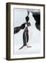 Antarctica, Cuverville Island, Gentoo Penguin standing on icebergs.-Paul Souders-Framed Photographic Print