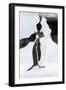 Antarctica, Cuverville Island, Gentoo Penguin standing on icebergs.-Paul Souders-Framed Photographic Print