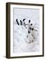 Antarctica, Cuverville Island, Gentoo Penguins walking through the snow-Hollice Looney-Framed Photographic Print