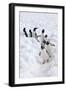 Antarctica, Cuverville Island, Gentoo Penguins walking through the snow-Hollice Looney-Framed Photographic Print