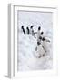 Antarctica, Cuverville Island, Gentoo Penguins walking through the snow-Hollice Looney-Framed Photographic Print