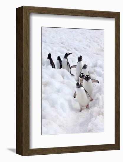 Antarctica, Cuverville Island, Gentoo Penguins walking through the snow-Hollice Looney-Framed Photographic Print