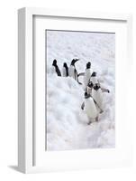 Antarctica, Cuverville Island, Gentoo Penguins walking through the snow-Hollice Looney-Framed Photographic Print