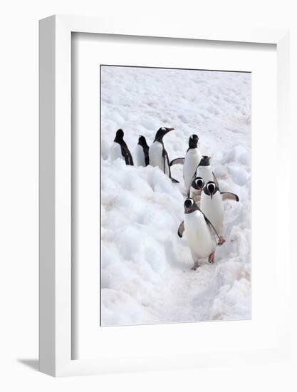 Antarctica, Cuverville Island, Gentoo Penguins walking through the snow-Hollice Looney-Framed Photographic Print