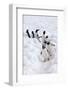 Antarctica, Cuverville Island, Gentoo Penguins walking through the snow-Hollice Looney-Framed Photographic Print