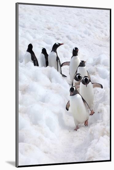 Antarctica, Cuverville Island, Gentoo Penguins walking through the snow-Hollice Looney-Mounted Photographic Print