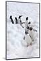 Antarctica, Cuverville Island, Gentoo Penguins walking through the snow-Hollice Looney-Mounted Photographic Print