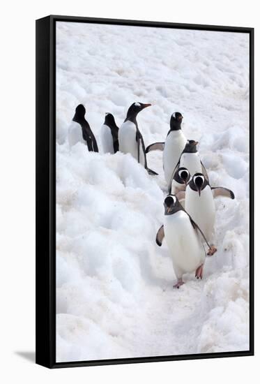 Antarctica, Cuverville Island, Gentoo Penguins walking through the snow-Hollice Looney-Framed Stretched Canvas