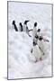 Antarctica, Cuverville Island, Gentoo Penguins walking through the snow-Hollice Looney-Mounted Premium Photographic Print