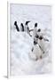 Antarctica, Cuverville Island, Gentoo Penguins walking through the snow-Hollice Looney-Framed Photographic Print