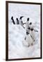 Antarctica, Cuverville Island, Gentoo Penguins walking through the snow-Hollice Looney-Framed Photographic Print