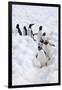 Antarctica, Cuverville Island, Gentoo Penguins walking through the snow-Hollice Looney-Framed Photographic Print