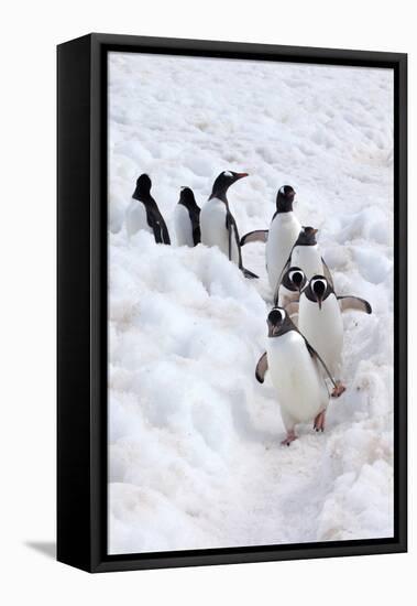 Antarctica, Cuverville Island, Gentoo Penguins walking through the snow-Hollice Looney-Framed Stretched Canvas