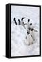 Antarctica, Cuverville Island, Gentoo Penguins walking through the snow-Hollice Looney-Framed Stretched Canvas
