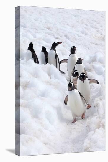 Antarctica, Cuverville Island, Gentoo Penguins walking through the snow-Hollice Looney-Stretched Canvas