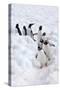 Antarctica, Cuverville Island, Gentoo Penguins walking through the snow-Hollice Looney-Stretched Canvas