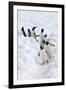 Antarctica, Cuverville Island, Gentoo Penguins walking through the snow-Hollice Looney-Framed Photographic Print