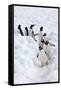 Antarctica, Cuverville Island, Gentoo Penguins walking through the snow-Hollice Looney-Framed Stretched Canvas