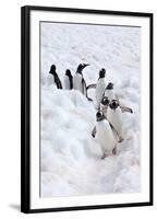 Antarctica, Cuverville Island, Gentoo Penguins walking through the snow-Hollice Looney-Framed Photographic Print