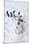 Antarctica, Cuverville Island, Gentoo Penguins walking through the snow-Hollice Looney-Mounted Photographic Print