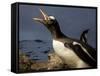 Antarctica, Cuverville Island, Portrait of Gentoo Penguin nesting.-Paul Souders-Framed Stretched Canvas