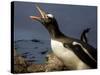 Antarctica, Cuverville Island, Portrait of Gentoo Penguin nesting.-Paul Souders-Stretched Canvas