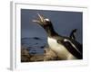 Antarctica, Cuverville Island, Portrait of Gentoo Penguin nesting.-Paul Souders-Framed Photographic Print