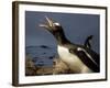 Antarctica, Cuverville Island, Portrait of Gentoo Penguin nesting.-Paul Souders-Framed Photographic Print