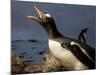 Antarctica, Cuverville Island, Portrait of Gentoo Penguin nesting.-Paul Souders-Mounted Photographic Print