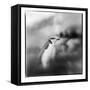 Antarctica, Deception Island, Chinstrap Penguin standing on a slope.-Paul Souders-Framed Stretched Canvas