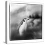 Antarctica, Deception Island, Chinstrap Penguin standing on a slope.-Paul Souders-Stretched Canvas