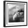 Antarctica, Deception Island, Chinstrap Penguin standing on a slope.-Paul Souders-Framed Photographic Print