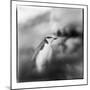 Antarctica, Deception Island, Chinstrap Penguin standing on a slope.-Paul Souders-Mounted Photographic Print